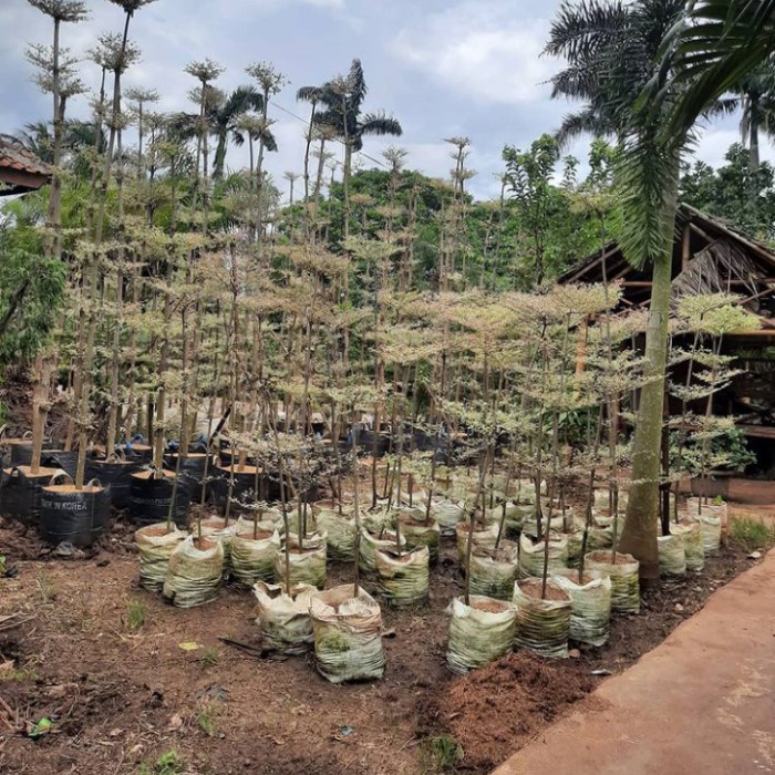 KETAPANG KENCANA VARIGATA 2meter