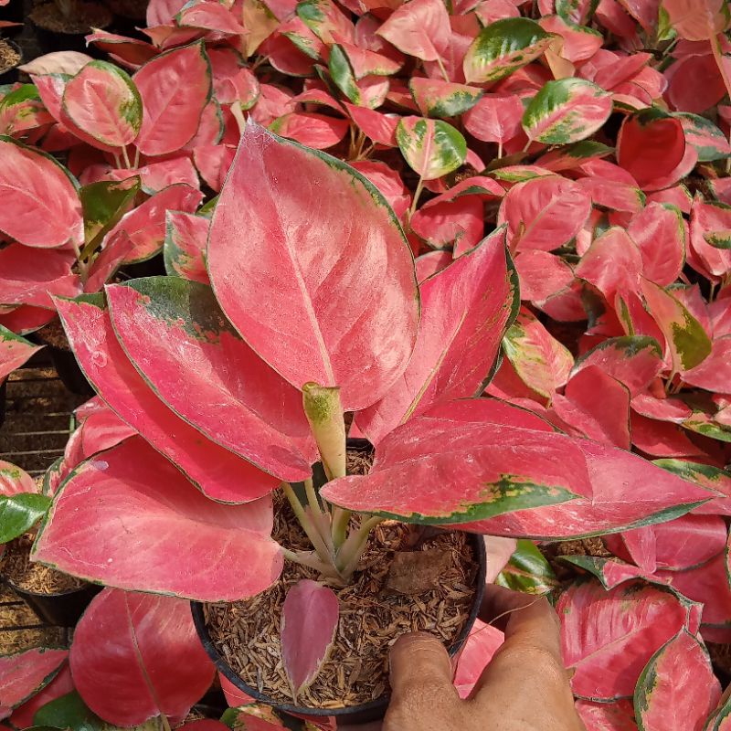 aglonema red cery size dewasa daun bulat