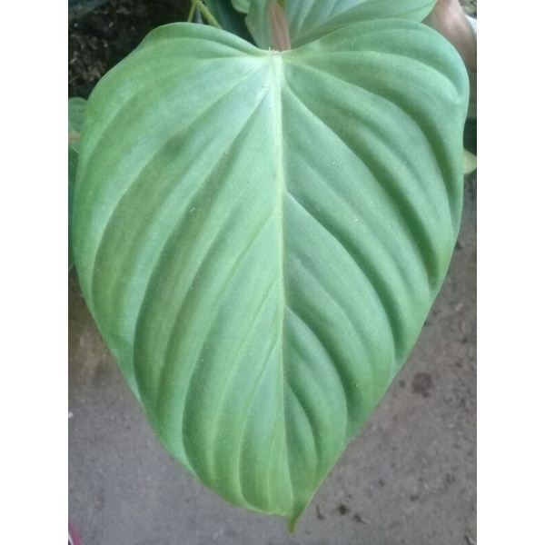 Philo nangaritense.berbulu.bonus homalomena variegata.Philodhendron.pilo.Philodendron.