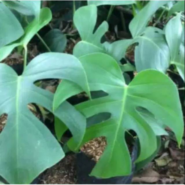  Tanaman  Monstera Deliciosa Shopee  Indonesia