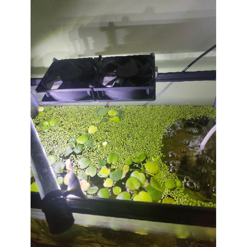 tanaman apung aquarium mata kuda