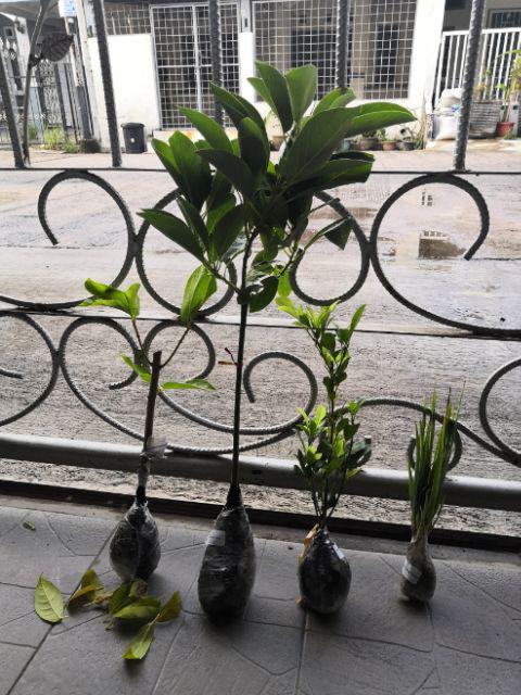 Bibit Tanaman Buah Alpukat Wina