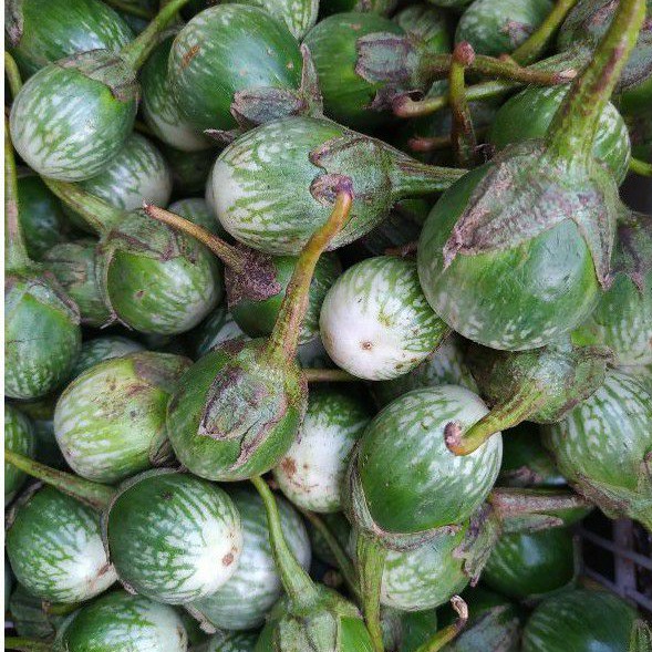 

terong ijo / green eggplant / terong lalap