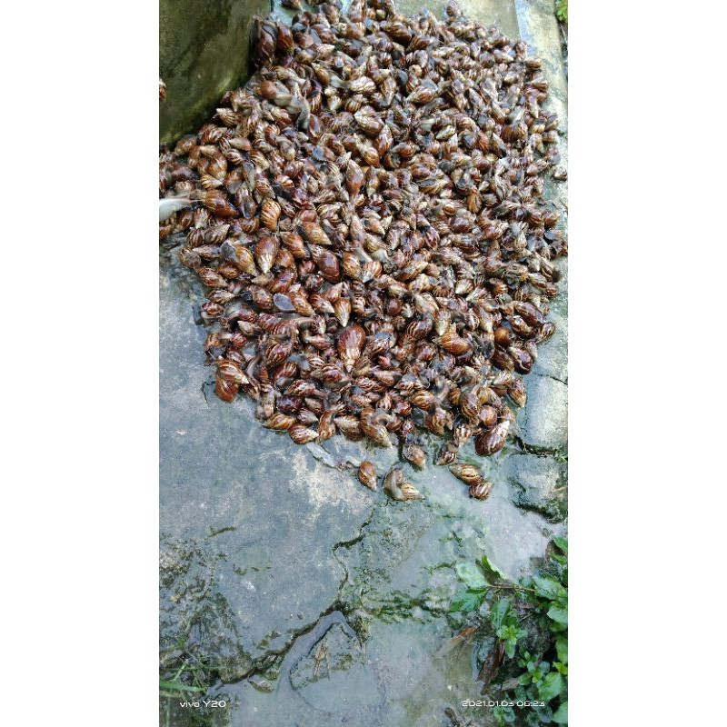 

Bekicot segar siap olah