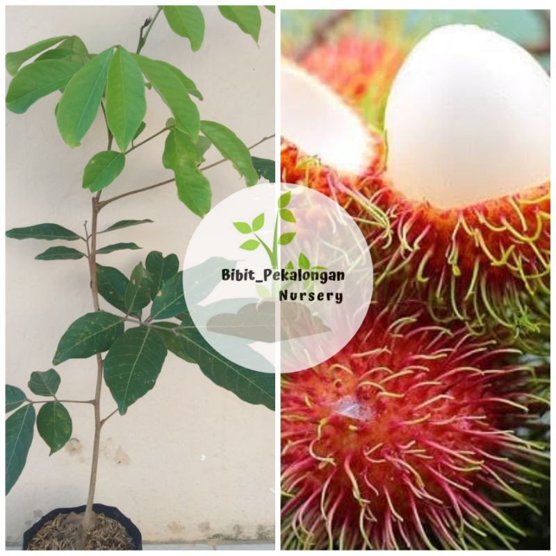 Bibit Rambutan Unggul