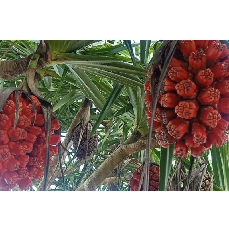

Buah pandan duri/buah dipetik dadakan buah herbal