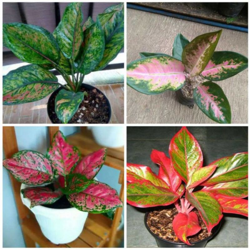 aglonema paket 4 jenis aglonema hias