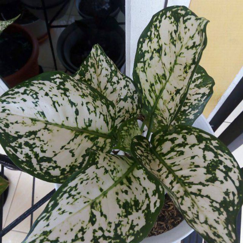 tanaman hias aglonema dud white - aglonema dud white