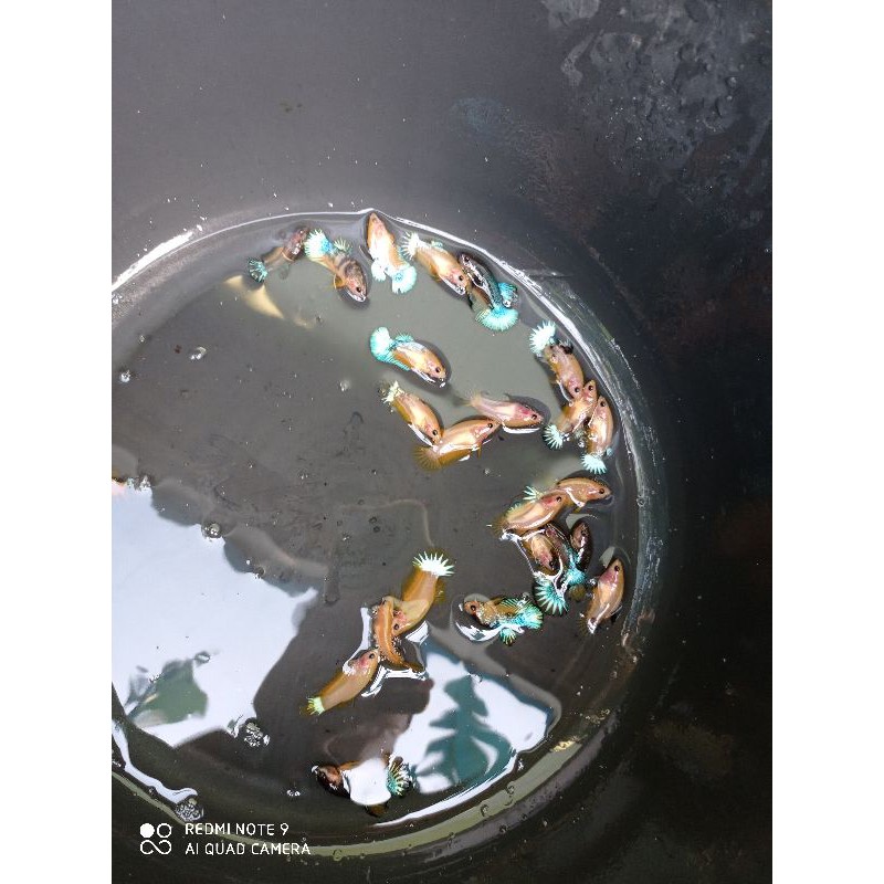 

promo,,! 10e female / betina yellow fancy ikan cupang