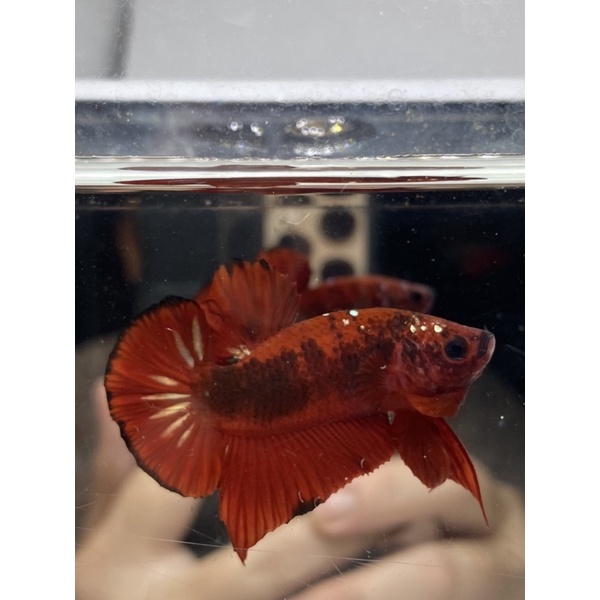 Cupang red koi cooper gold KOICP22