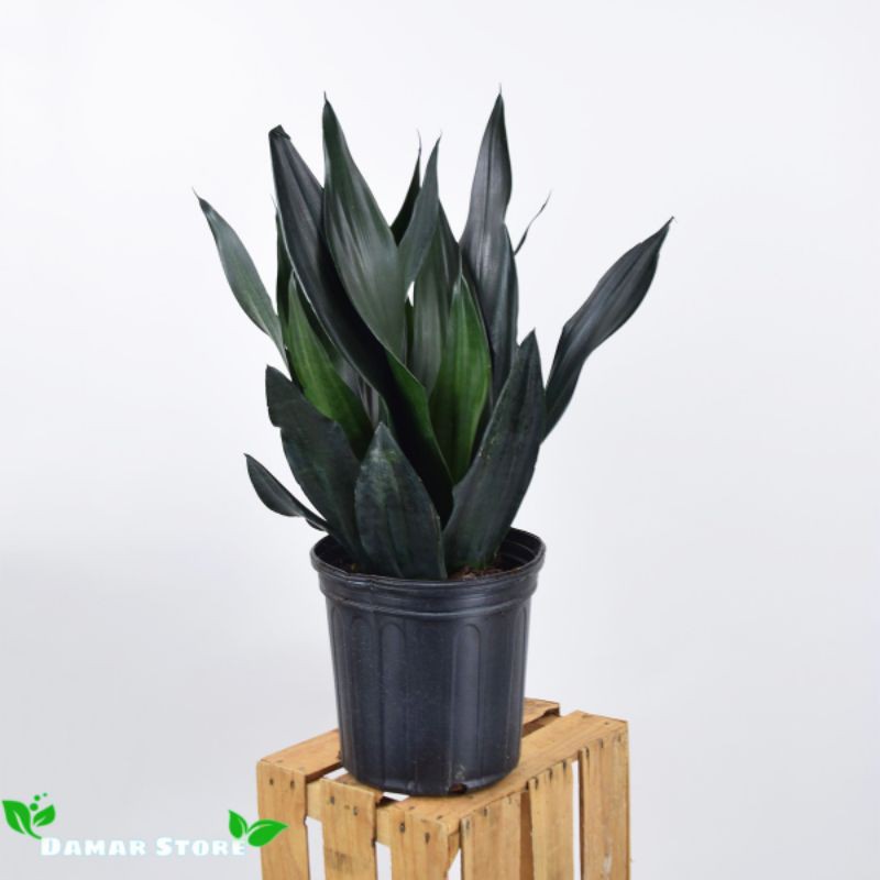 Jual tanaman hias sansevieria black dragon - sansivera _