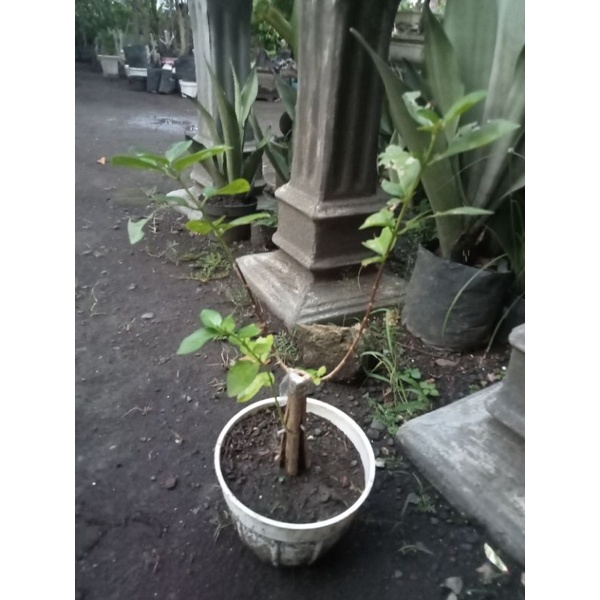 SANCANG PECAH BATANG