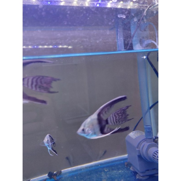 ikan hias angle fish manfish ikan layar man fish zebra slayer