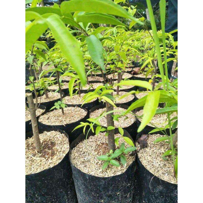 anting putri dari cangkok