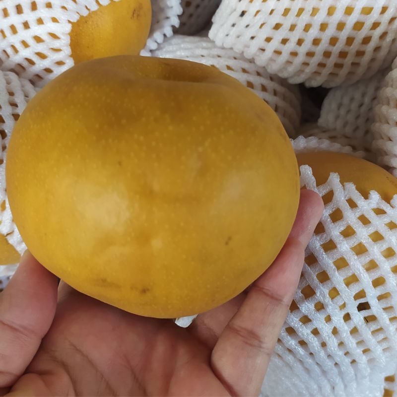 

Pir Singo Pir Korea 1kg Buah Segar Bekasi