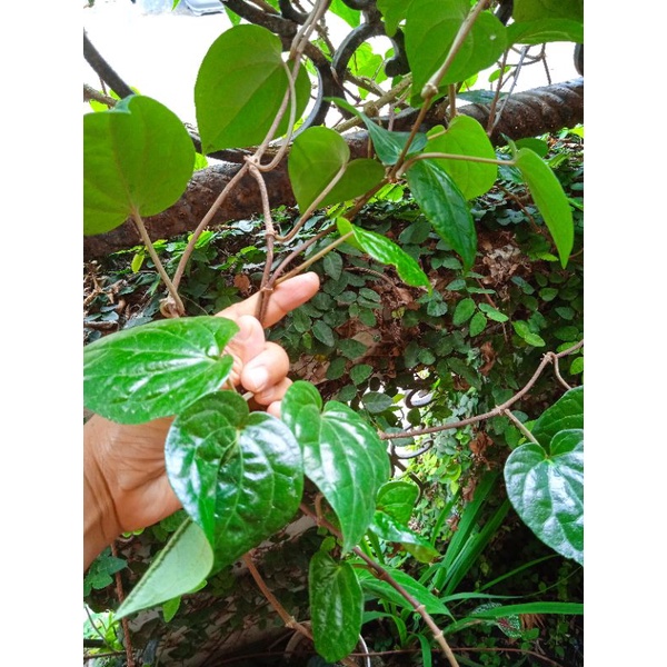 

Daun sirih segar
