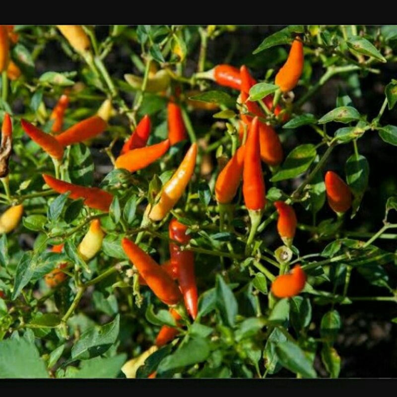 Benih Biji Bibit CABE RAWIT / LOMBOK CILIK