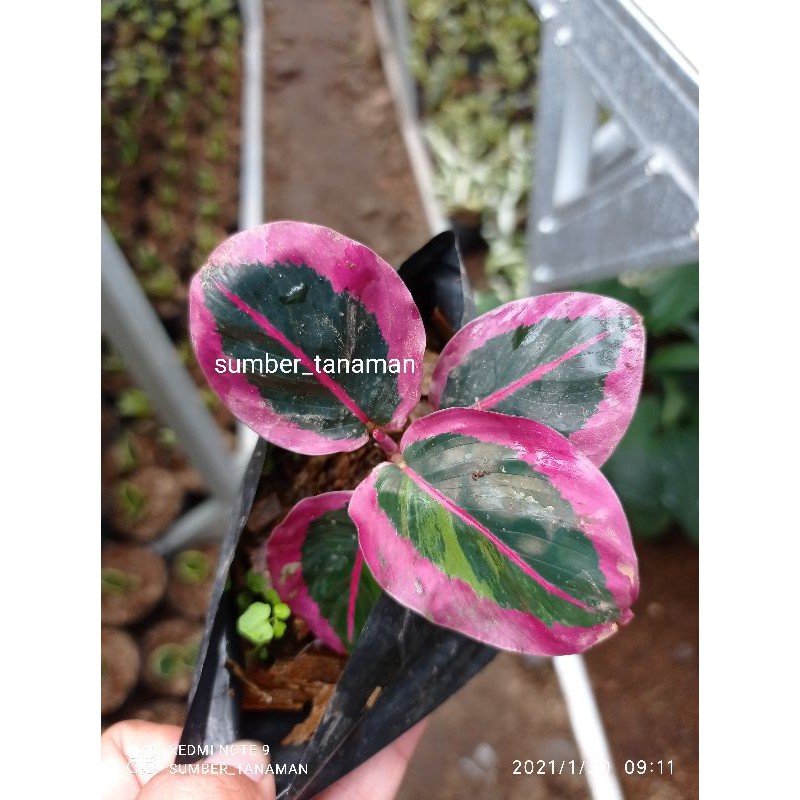 Tanaman hias calathea sintia pink