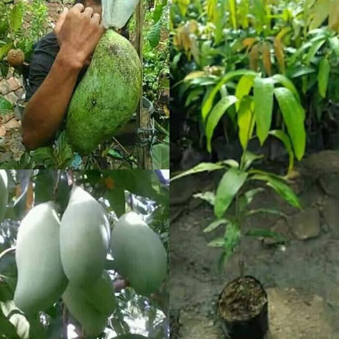 Cepat Berbuah  Bibit Tanaman Buah Mangga Mahatir esc