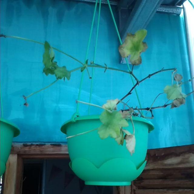 Tanaman Hias Geranium Merah Putih Pink Salem