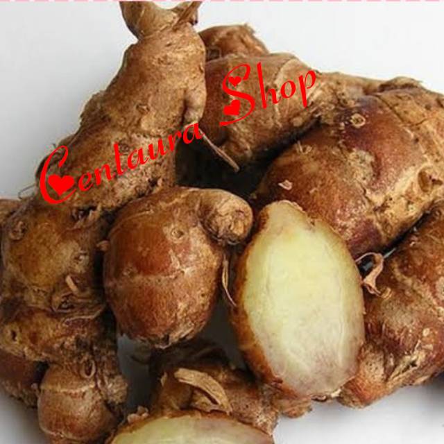 

Kencur Herbal Segar Tua Kwalitas Super Unggul 1000gr