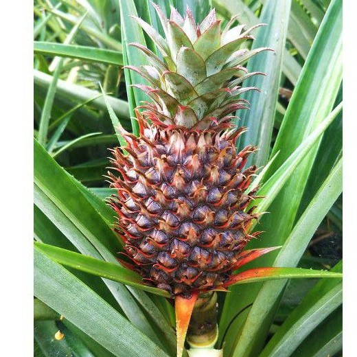 

NANAS MUDA (PAKET 5 BIJI) DIJAMIN FRESH || herbal alami