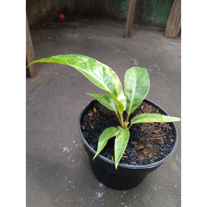 Hokeri tanduk varigata white