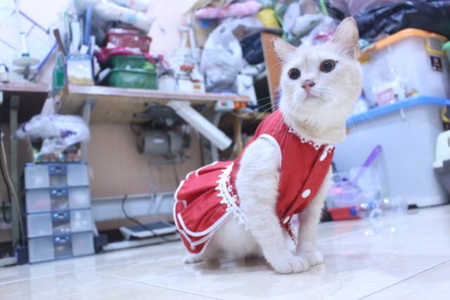 Dress polos warna merah lucu untuk kucing / baju kucing murah size S-XL