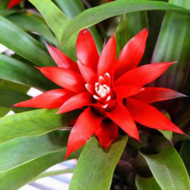 Bromelia mawar merah | Bromelia Guzmania red
