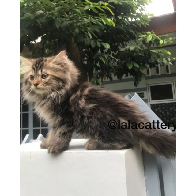 kucing mainecoon/persia/Norwegian