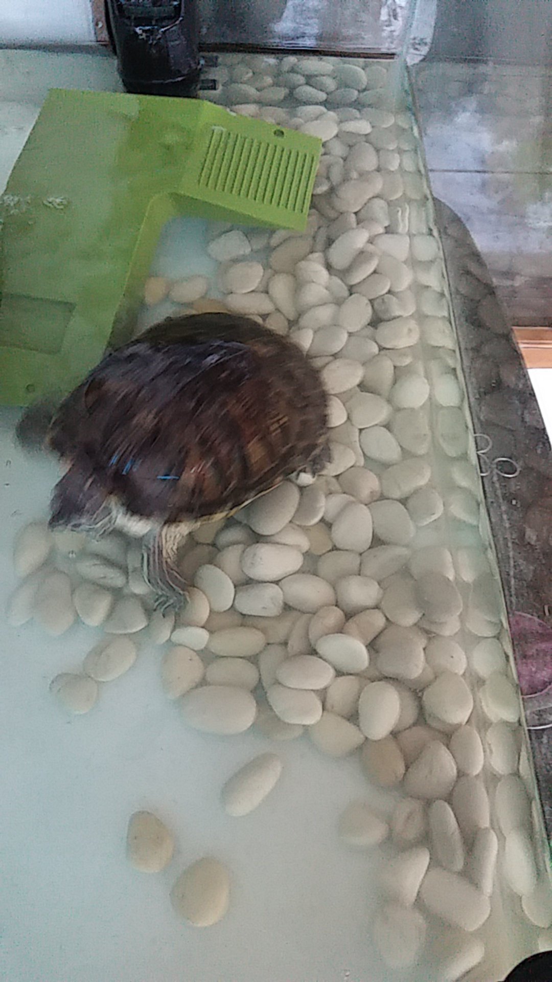 Batu Koral Kupang Putih Batu Hias Batu Alam