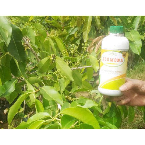 ZPT HORMONA OBAT MELEBATKAN BUAH TANAMAN Berbagai Jenis Tanaman