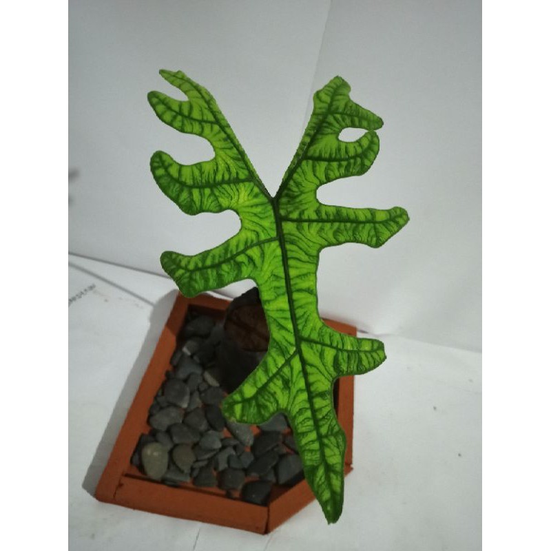 rawatan alocasia jacklyn (alocasia sp sulawesi) dewasa