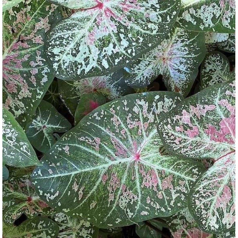 Umbi Keladi Caladium Bulbs Pink Cloud