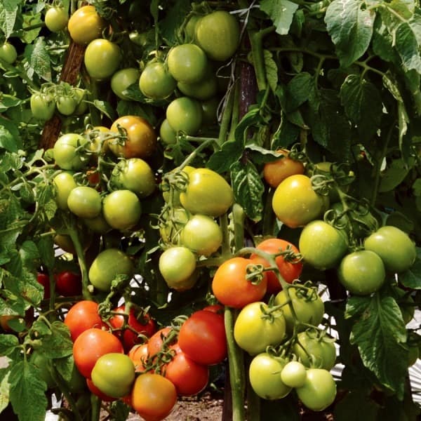 Bibit-Biji Tomat Sayur Servo F1 - Cap Panah Merah