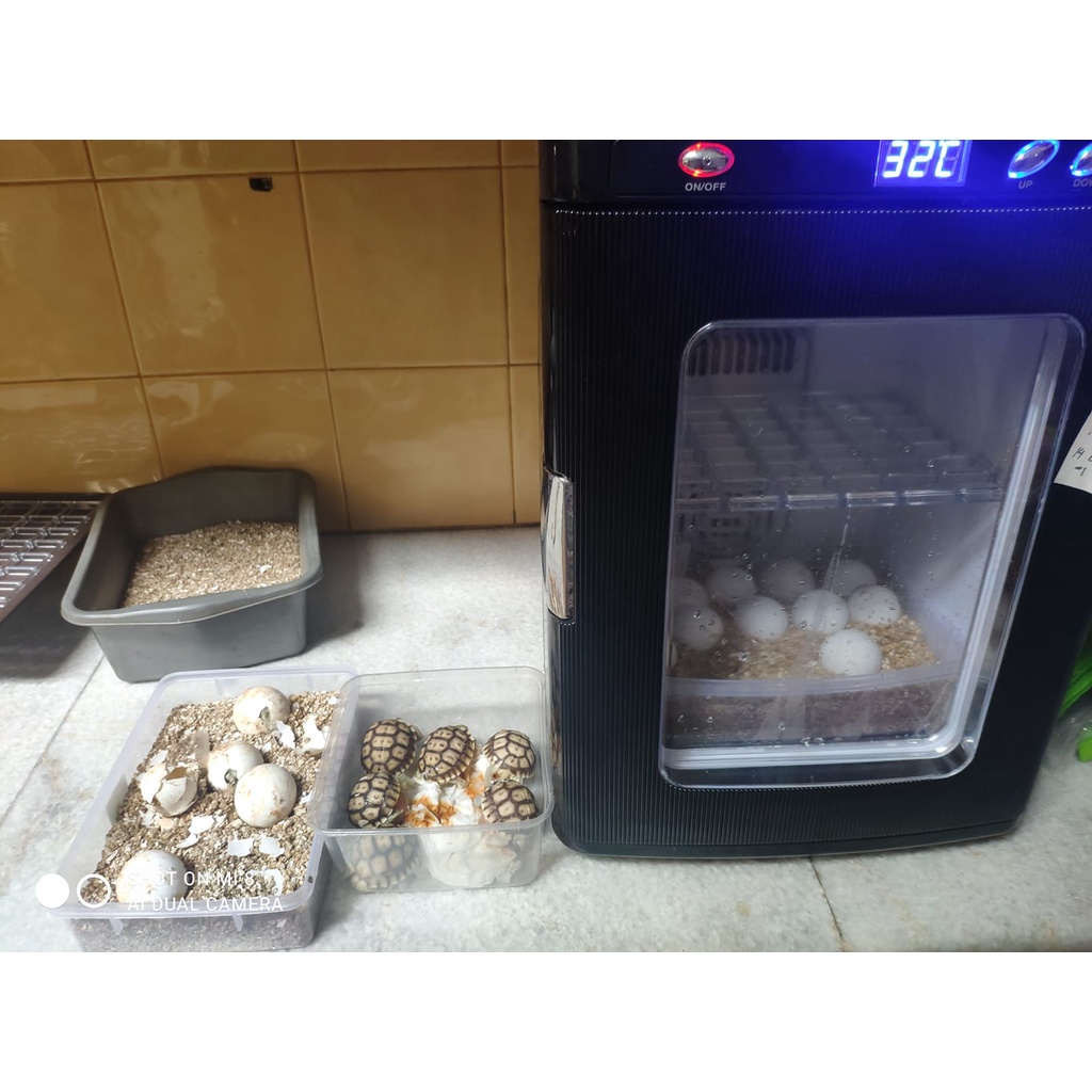 Inkubator reptil untuk Kura kura sulcata ular kadal reptile incubator