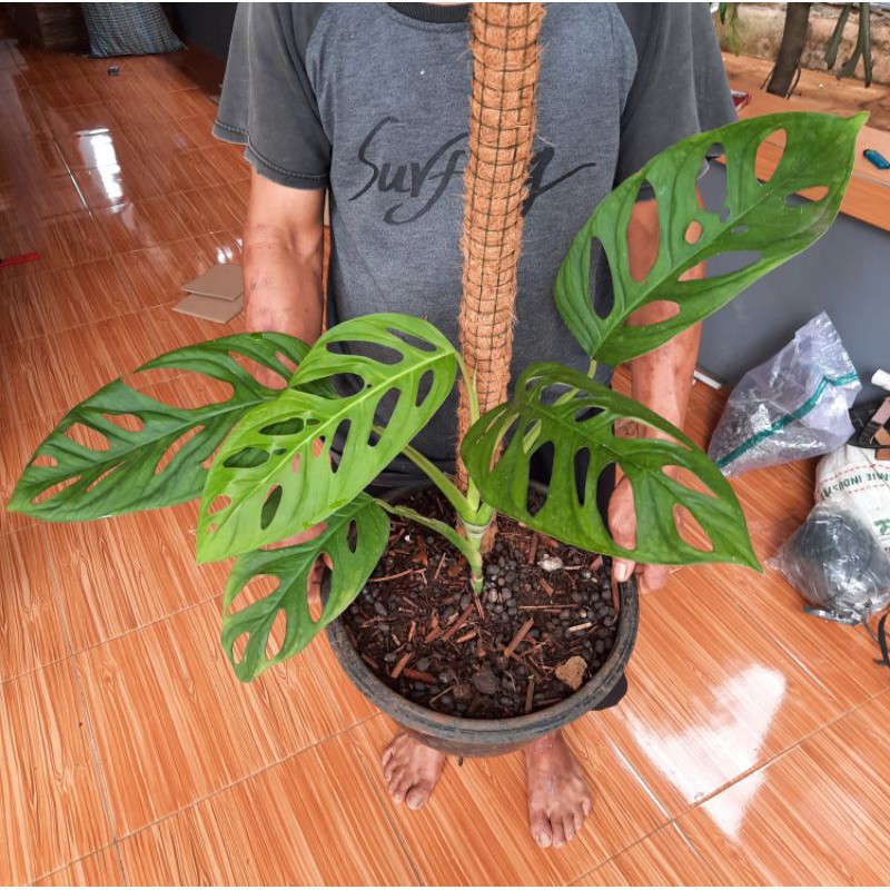 MONSTERA ACUMINATA-tanaman hias janda bolong daun besar