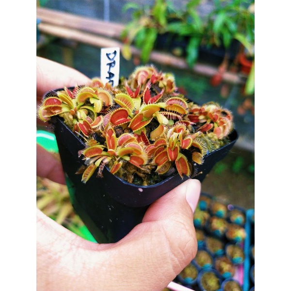 Venus Fly Trap Draco Venus FlyTrap Draco Size Kecil