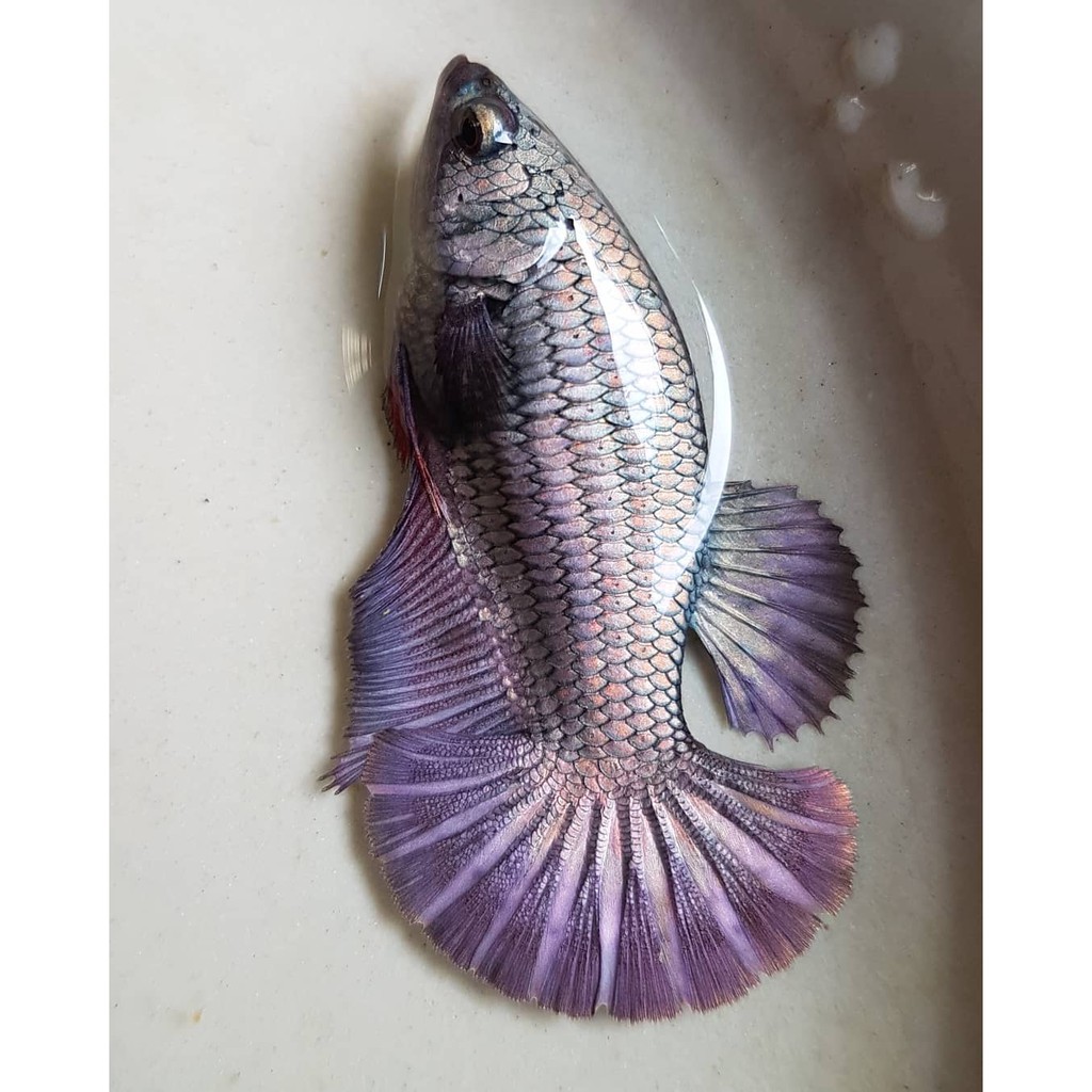 IKAN CUPANG HIAS BETTAS FEMALE HMPK GRADE KONTES COPER/AVATAR/YELLOW/BESTER/BESGEL HARGA TERMURAH
