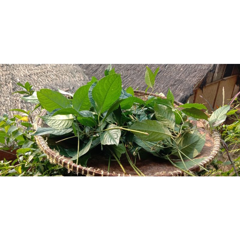

Karas tulang (herbal tanpa campuran) obat sakit pinggang