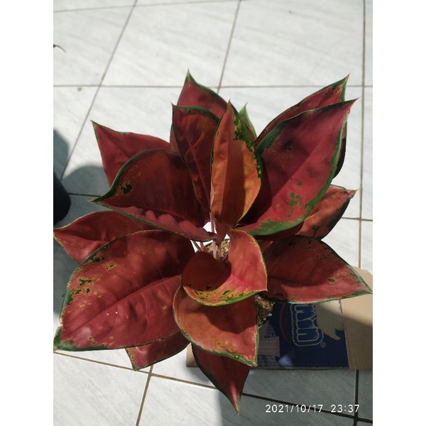 aglonema aglaonema Chinese Evergreen Sri rezeky suksom induk tanian lokal