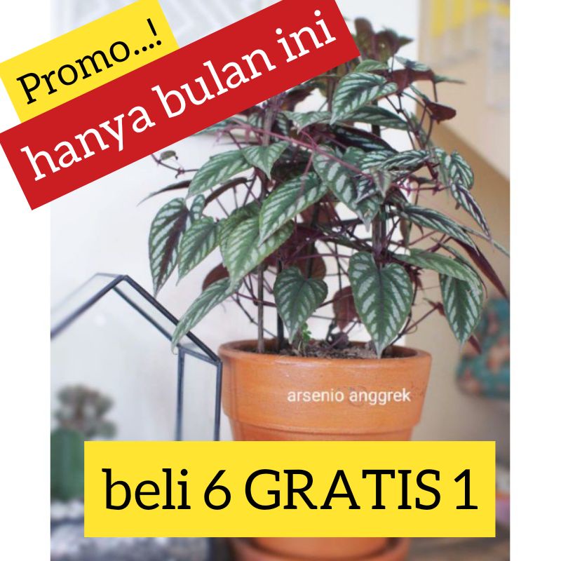 Jual Tanaman Hias Dan Tanaman Herbal Sirih Keraton Shopee Indonesia