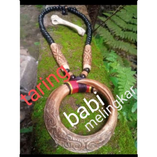 kalung taring babi melingkar/sepuh