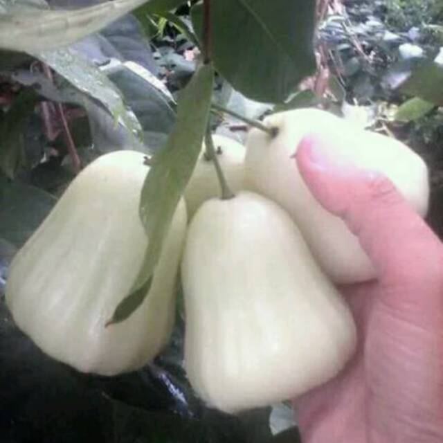 BIBIT JAMBU AIR MADU SUSU