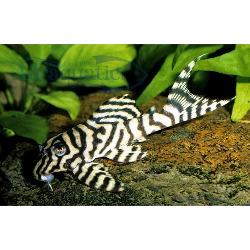 Bandung Ikan Hias Sapu Sapu Hypancistrus Pleco L236 Bukan Zebra Algaeter Al...