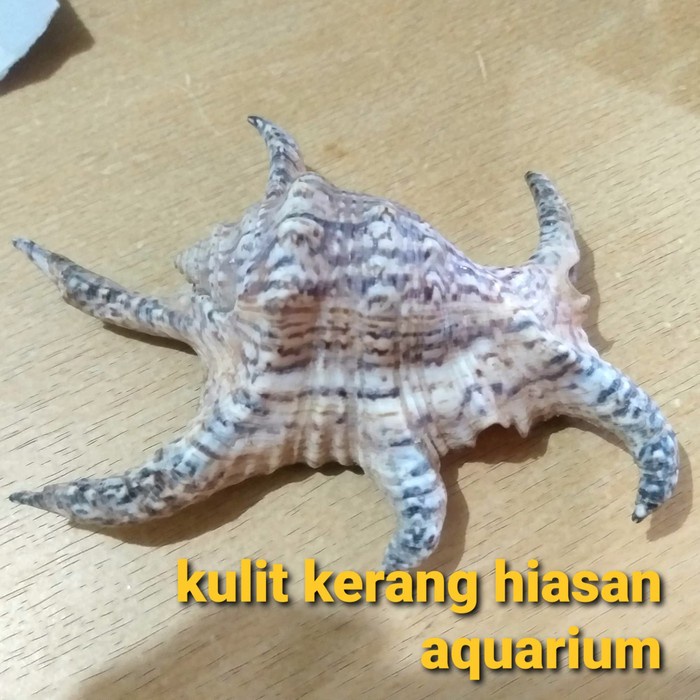 kulit kerang bintang untuk hiasan aquarium