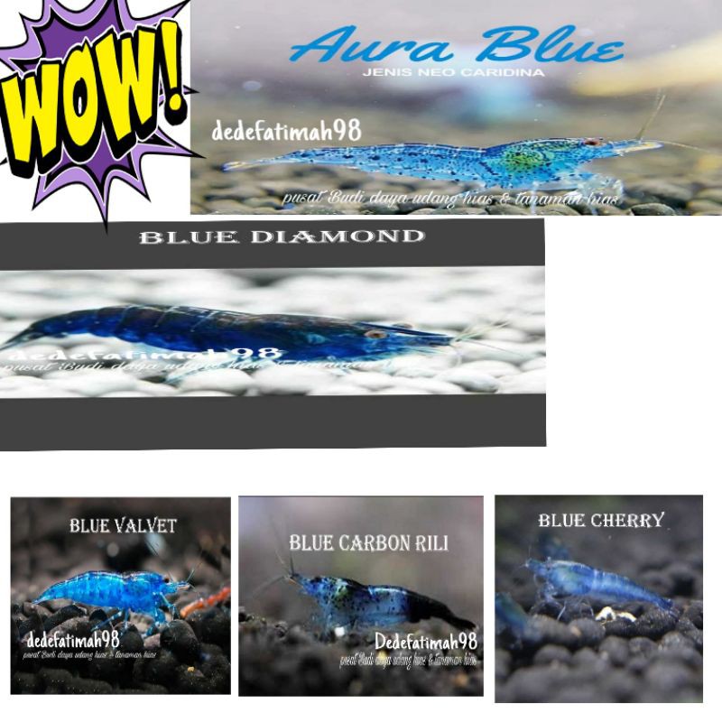 

paket biru murah meriah 5 item masing-masing 3 ekor udang hias