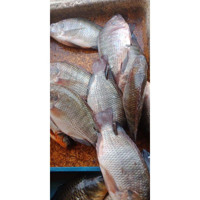 

Ikan Mujair Sedang Fresh