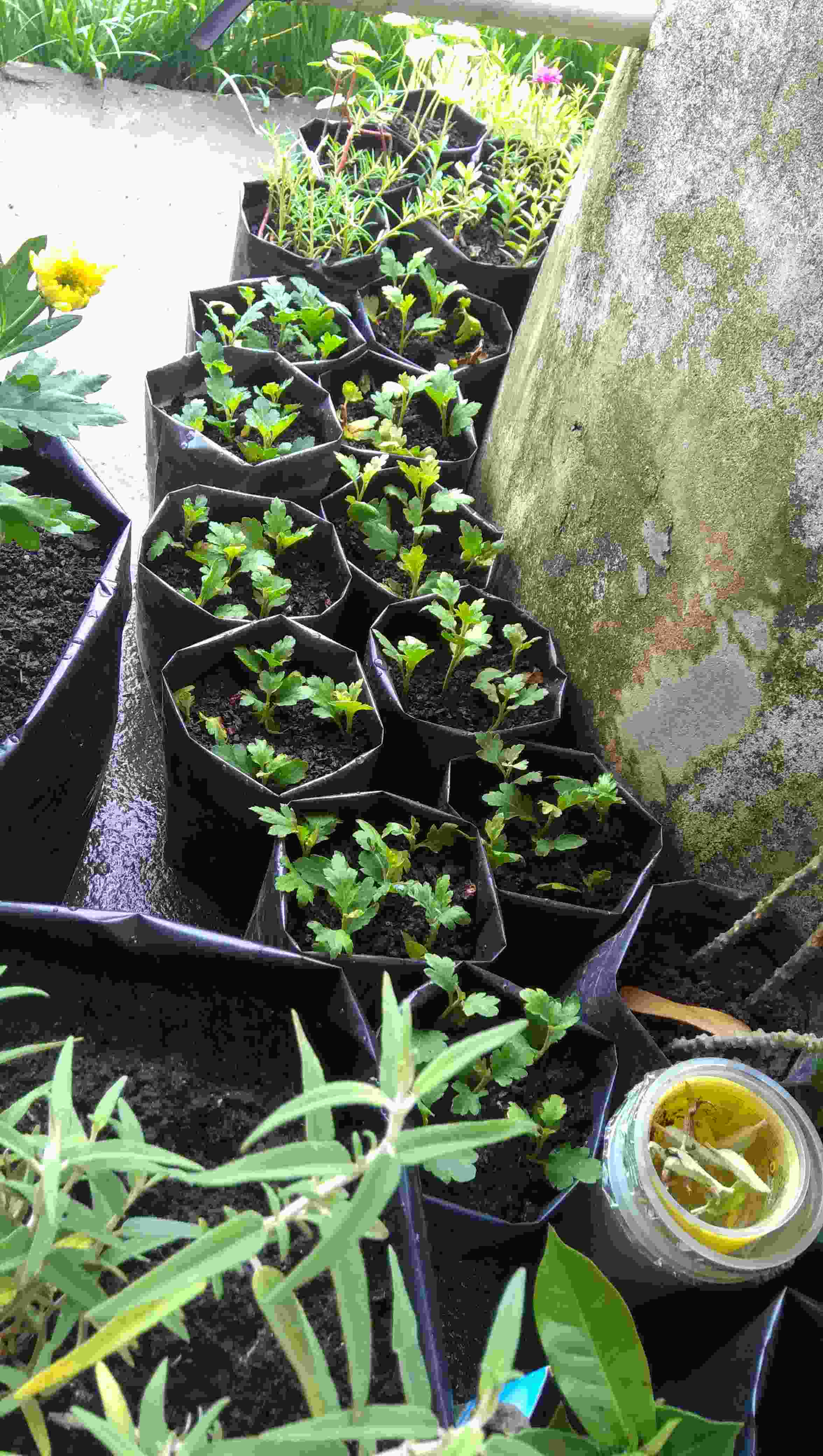 Tanaman Hias Bibit Bunga Krisan Paket 65 Pcs