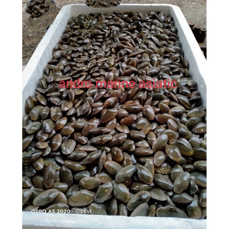 

Kerang Batik hidup @1000gr
